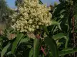 Close-up of Malosma laurina white flowers and green leaves with a bumblebee for scale