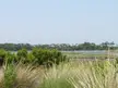 The marshes at Kiawah Island with tall grasses, shrubs, and trees under a clear sky