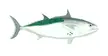 Little tunny illustration with a silver body and green patterned stripe on a white background