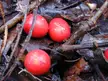 Archontophoenix alexandrae red berries on wet leaves and twigs on a forest floor