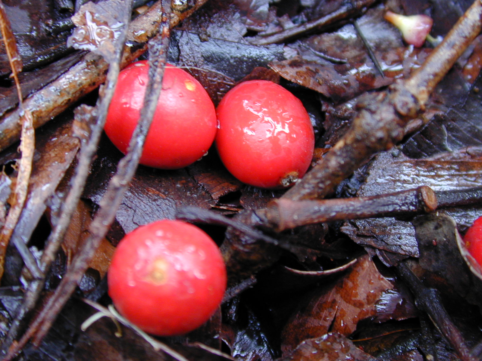 Archontophoenix alexandrae