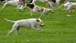 A pack of white and brown hounds running across a green grassy field at the South Suffolk Show.