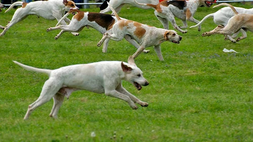 South Suffolk Show
