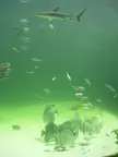 A large shark swimming above a school of small fish in the KK coral reef tank aquarium.