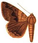 Dysgonia triplocyma