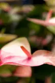 Close-up of a pink and white anthurium flower with a central spadix against a blurred green background.