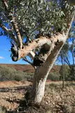 Close-up of a gnarled eucalyptus tree with peeling bark in the dry river beds of central Australia