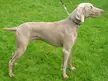 FCI breeds