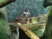 A cute fluffy monkey with a dark face sitting on rocks and logs at the Lincoln Park Zoo.