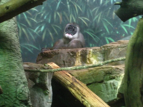 Lincoln Park Zoo
