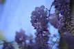 Close-up of purple wisteria flowers for a spring desktop wallpaper 4k