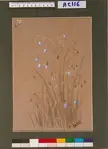 Nina Jones botanical illustration of blue flowers on brown paper with a ruler and color chart
