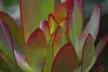 Close-up of a succulent plant with green leaves edged in red at Mount Tomah botanic gardens
