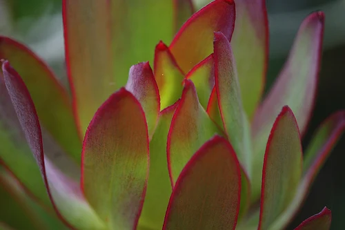 Mount Tomah botanic gardens