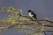 Magpie starling with a red eye perched on a thorny branch against a dark grey sky