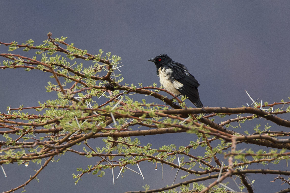 Magpie starling