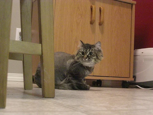 Poor shaved cat Danya