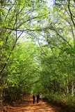 Three people in casual white shirts and denim jeans walking down a lush green wooded path canopy.