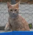 An orange tabby cat looking through a wire mesh fence.