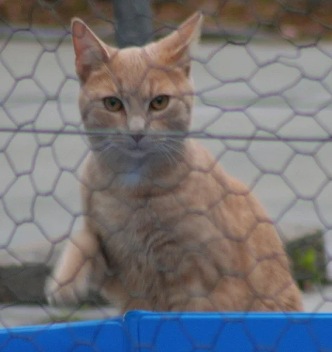 Curiosity