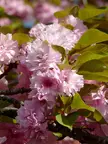 Close-up of pink cherry blossoms and green leaves on a tree branch