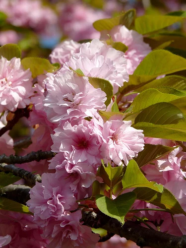 Pink cherry blossoms