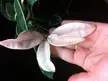 A woman with pale skin holding variegated houseplant leaves with pale pinkish-white tones against a dark background.