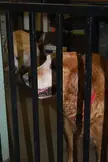 A cute golden retriever with a funny face standing behind a black metal gate with another dog in the background.