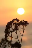 Silhouette of a flowering plant against a bright yellow and orange sunset sky at La Jolla