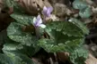 Cyclamen africanum purple flowers and variegated green leaves on a forest floor of dried brown leaves