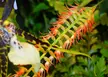 Close-up of orange-red flowers with a pale yellow leaf and variegated spotted foliage
