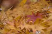 Autumn maple leaves at Mount Takao, featuring a prominent red leaf among yellow and orange foliage