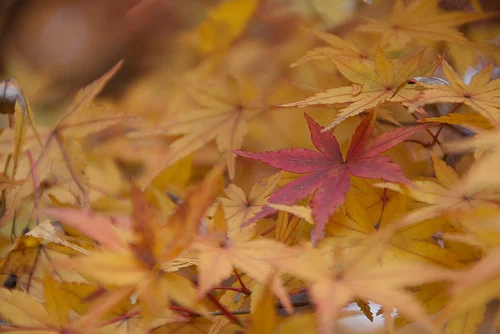 高尾山　紅葉