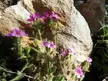 Erinus alpinus pink flowers with hairy green stems growing against a textured light-brown rock