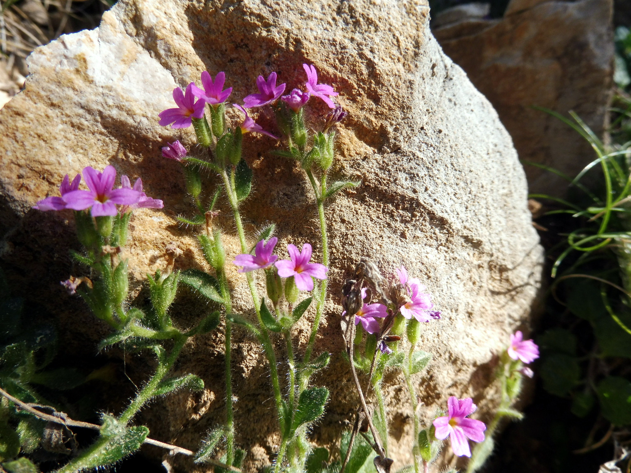 Erinus alpinus