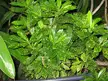 Close-up of a variegated houseplant with lush green leaves and small yellow spots