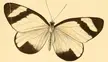 Pieridae of South America