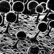 Black and white high-contrast microscopic view of spherical structures on thin stalks, resembling alien monster concept art