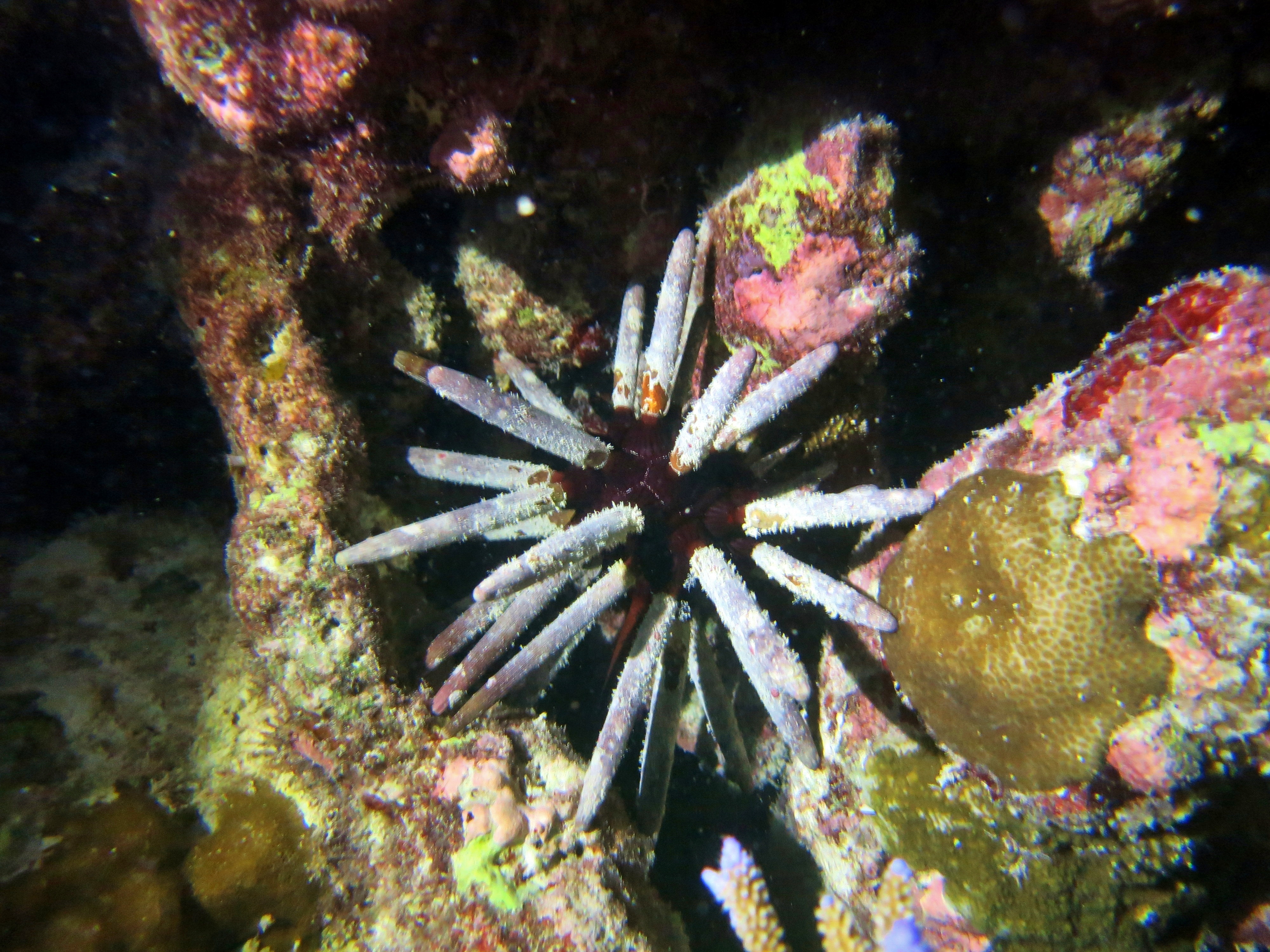 Marine wildlife of Baa Atoll