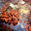 Lists of invertebrates of Europe