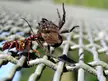 Wasp dragging a spider to its nest