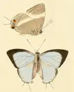 Dacalana cotys butterfly wings shown from the side and top views in a blue concept art style.
