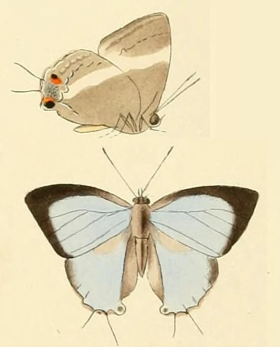 Dacalana cotys