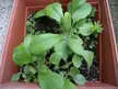 120722_Terrasse_ 090