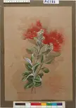 Nina Jones fine art oil painting of a Metrosideros tomentosa plant with red brush-like flowers and green leaves