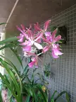 Pink and white orchids with green leaves against a wire mesh wall at the Brooklyn Botanic Garden