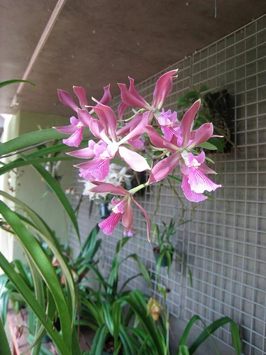 Brooklyn botanic garden