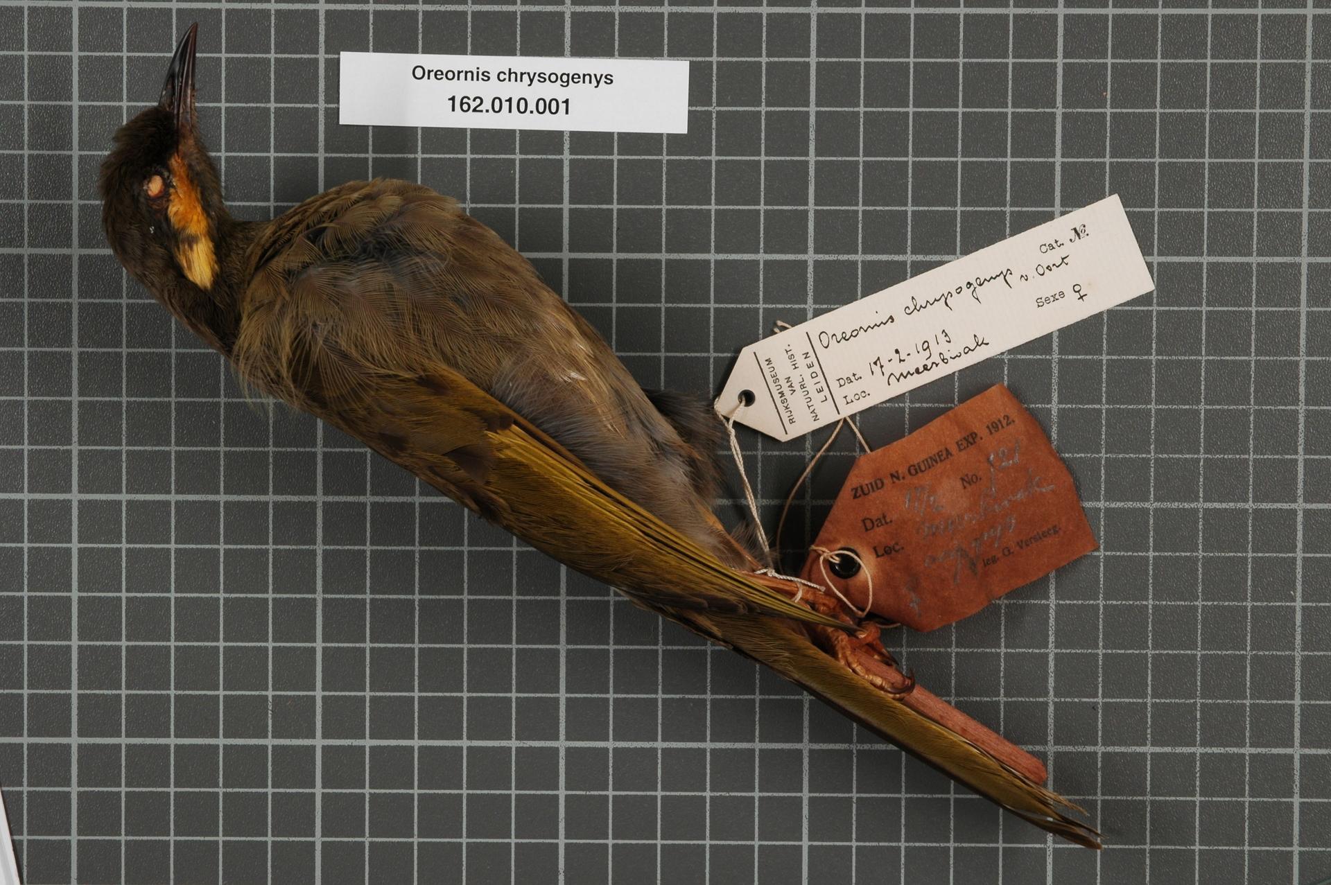 Orange-cheeked honeyeater