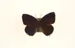 Female butterfly upperside, a dark purple specimen pinned against a plain white background.