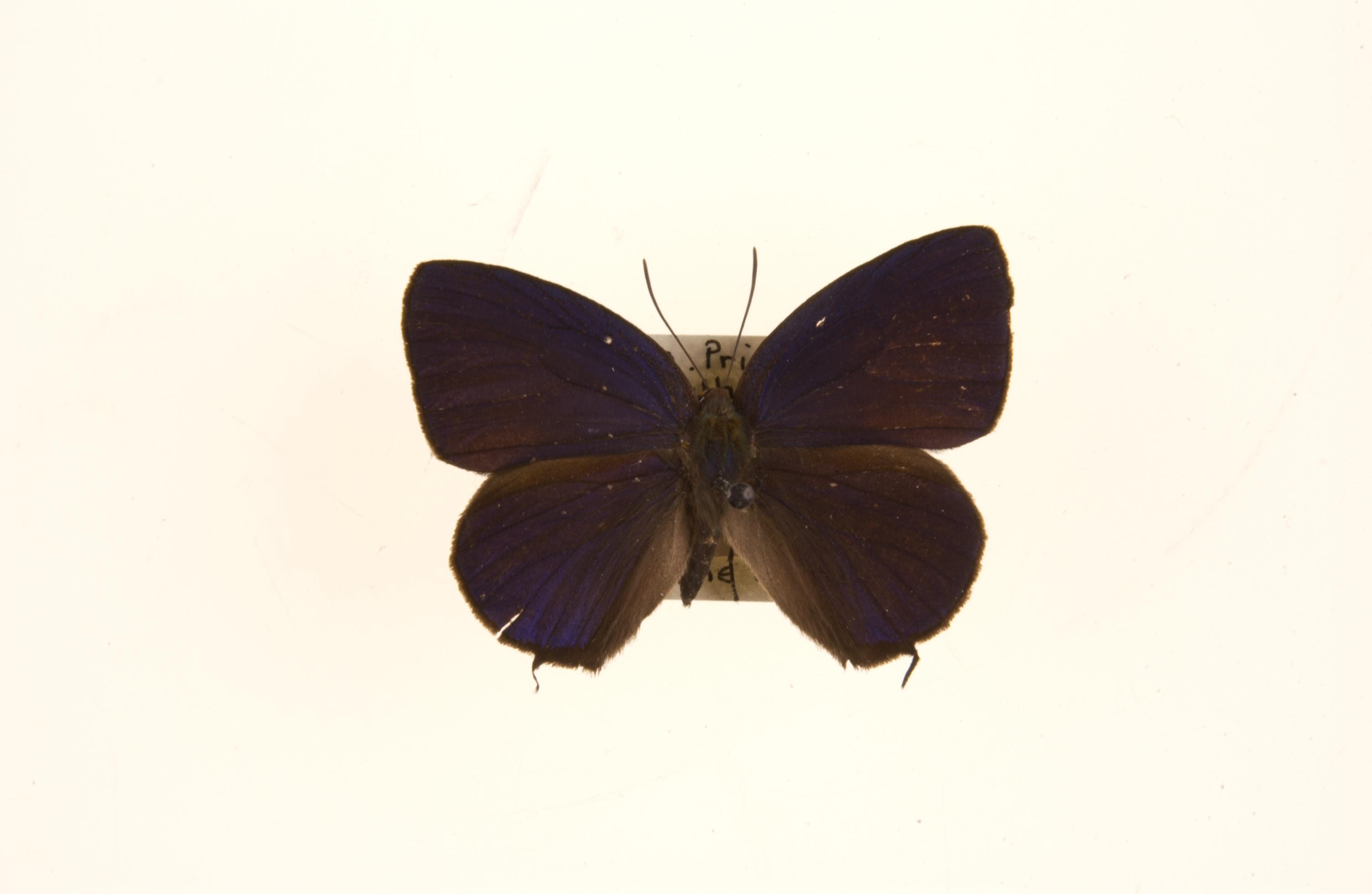 Female, upperside